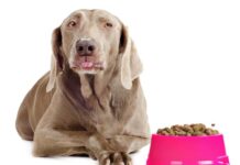 Las dietas altas en carbohidratos no son las mejores para los perros