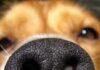 La dieta puede mejorar el sentido del olfato de los perros: dietas de rendimiento para perros de detección