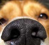 La dieta puede mejorar el sentido del olfato de los perros: dietas de rendimiento para perros de detección