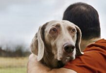 Doggy Love hace maravillas en una prisión italiana modelo