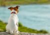 ¿En qué piensan los perros?