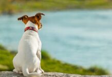 ¿En qué piensan los perros?