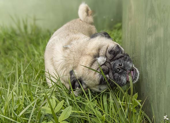 perro enfermo, perro comiendo hierba, ¿por qué los perros comen hierba?