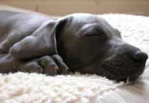 La importancia de cuidar a su cachorro