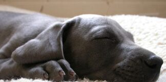 La importancia de cuidar a su cachorro