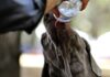 Consejos de seguridad de verano para su perro