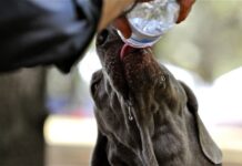 Consejos de seguridad de verano para su perro