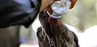 Consejos de seguridad de verano para su perro