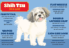 Guía de campo de raza de perro Shih Tzu