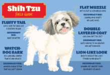 Guía de campo de raza de perro Shih Tzu