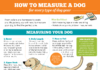 Guía para encontrar medidas para perros en todos los suministros para perros