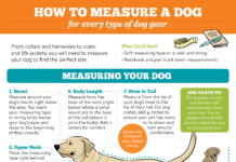 Guía para encontrar medidas para perros en todos los suministros para perros