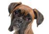 ¿Qué tan inteligente es mi perro? Probando el coeficiente intelectual de mi perro