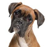 ¿Qué tan inteligente es mi perro? Probando el coeficiente intelectual de mi perro