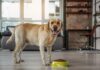 Comida orgánica para perros: ¿es mejor?