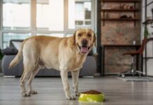 Comida orgánica para perros: ¿es mejor?
