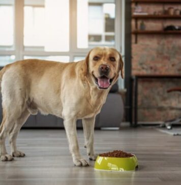Comida orgánica para perros: ¿es mejor?