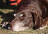 Cáncer de hígado en perros: síntomas, tratamiento y esperanza de vida