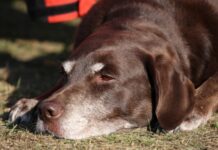 Cáncer de hígado en perros: síntomas, tratamiento y esperanza de vida
