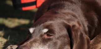 Cáncer de hígado en perros: síntomas, tratamiento y esperanza de vida