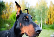 Enfermedad de la piel causada por lamidos en perros