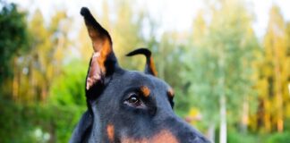 Enfermedad de la piel causada por lamidos en perros