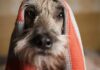 Mitos sobre la salud de las mascotas que debes dejar de creer