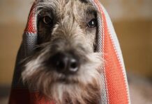 Mitos sobre la salud de las mascotas que debes dejar de creer