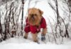 ¿Algunas razas realmente necesitan abrigos para perros?