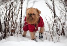 ¿Algunas razas realmente necesitan abrigos para perros?