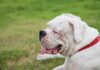 ¿Cómo puedo tratar los problemas de piel de mi perro?