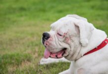 ¿Cómo puedo tratar los problemas de piel de mi perro?