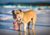 Puntos calientes en los perros: causas, tratamiento e imágenes