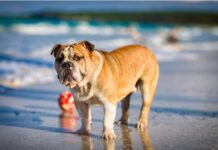 Puntos calientes en los perros: causas, tratamiento e imágenes