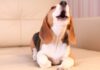 ¿Por qué algunos perros ladran más que otros?