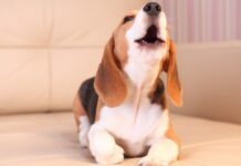 ¿Por qué algunos perros ladran más que otros?