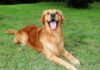 Beneficios para la salud de la esterilización y esterilización de perros
