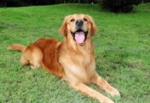 Beneficios para la salud de la esterilización y esterilización de perros