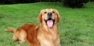 Beneficios para la salud de la esterilización y esterilización de perros