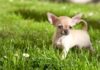¿Por qué los perros tiemblan, tiemblan o tiemblan?