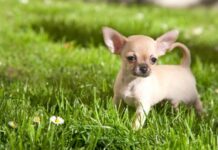 ¿Por qué los perros tiemblan, tiemblan o tiemblan?
