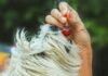 ¿Qué frutas, verduras, carnes pueden comer los perros y cuáles no?