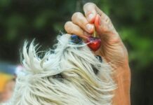 ¿Qué frutas, verduras, carnes pueden comer los perros y cuáles no?