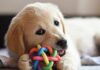 Beneficios de los Juguetes para Perros Beneficios de los Juguetes para Perros