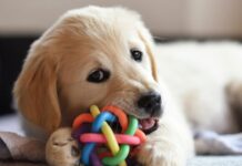 Beneficios de los Juguetes para Perros Beneficios de los Juguetes para Perros