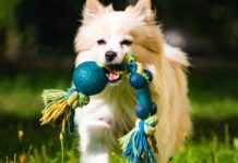 Cómo Elegir el Juguete Adecuado Para Perros Cómo elegir jueguetes para perros