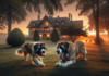 Perros Grandes para Casa Perros Grandes para Casa