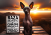 Perros Sin Pelo Razas y Cuidados